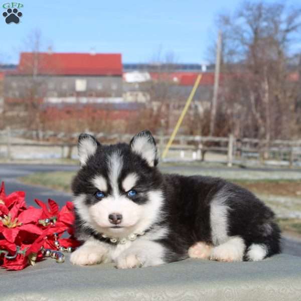 Avonley, Pomsky Puppy